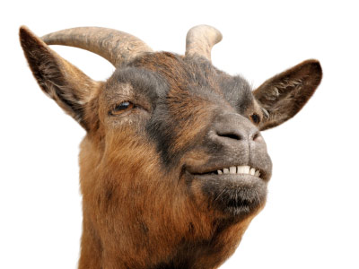 [Imagen: happy-goat.jpg]