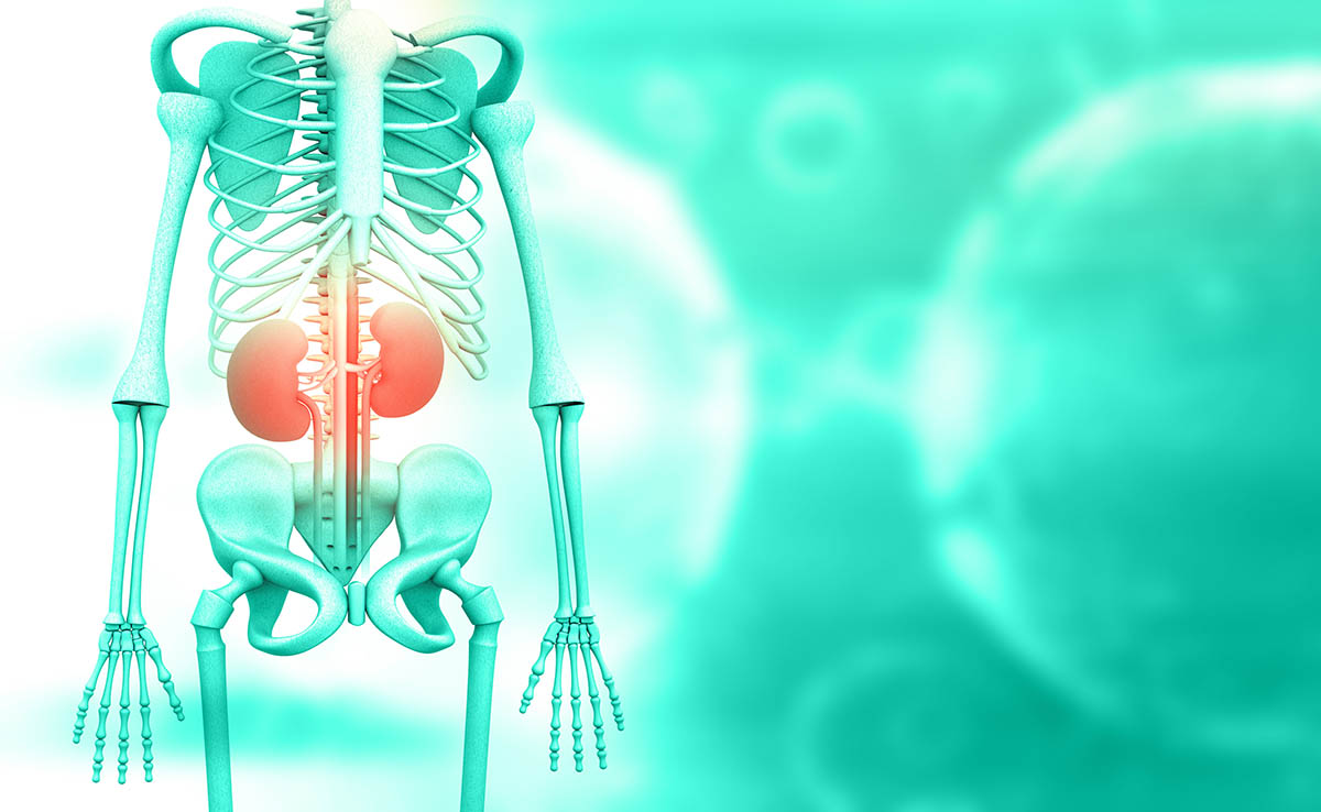 skeleton with kidneys